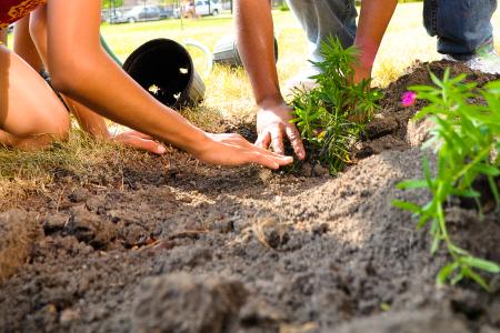 Image of two pairs of hands planting transplants in a garden.