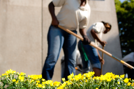 Two people are gardening, with one in the foreground and another slightly behind. Both are holding long-handled tools, such as rakes, and are focused on their work. They are wearing light-colored shirts and jeans. The focus of the image is on bright yellow flowers in the foreground, with the gardeners blurred in the background, creating a soft, out-of-focus effect. The setting appears to be outdoors, with a concrete wall and some greenery visible in the background.